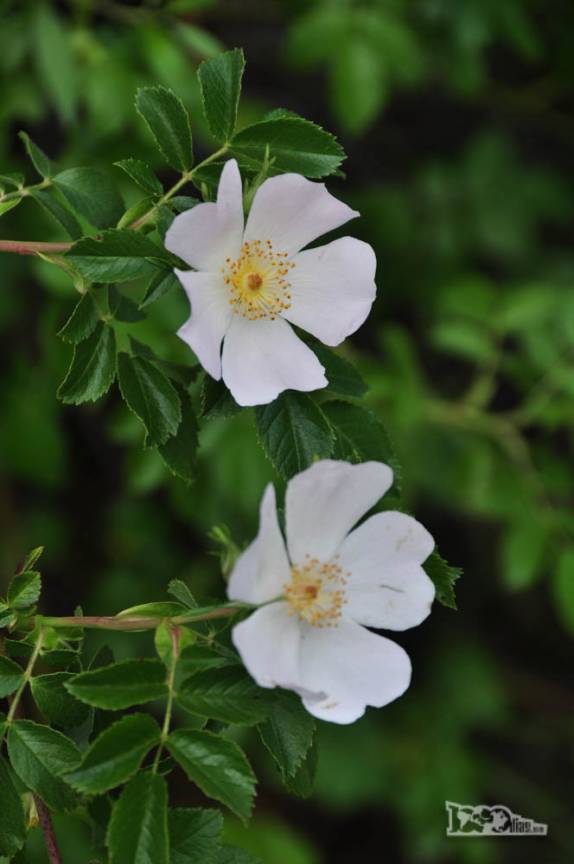 Em plena primavera, muitas flores no Parque Nacional Los Alerces, ao norte de Trevelin, na patagônia argentina